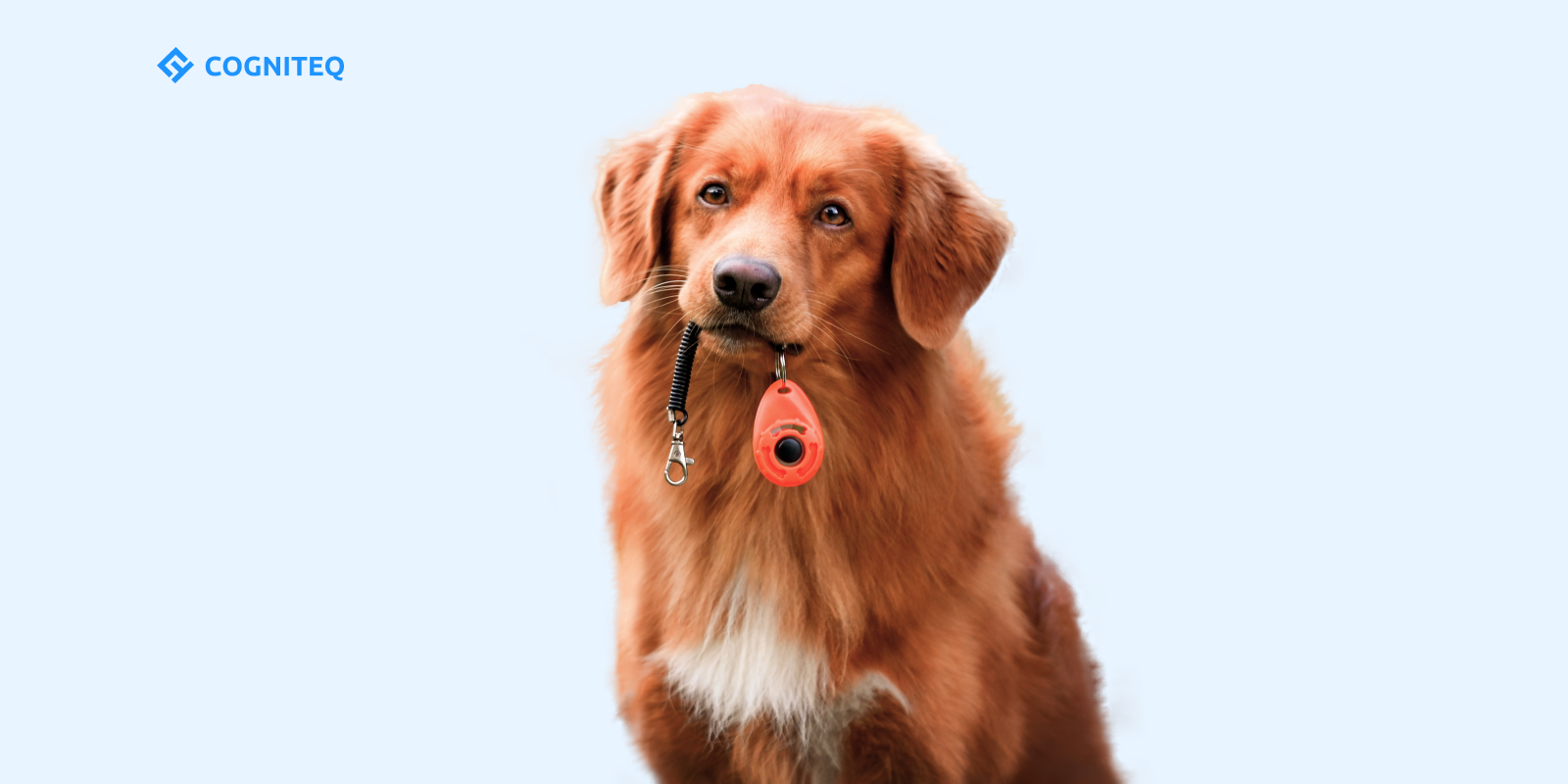 Pet Care App Development
